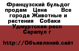 Французский бульдог продам › Цена ­ 1 - Все города Животные и растения » Собаки   . Удмуртская респ.,Сарапул г.